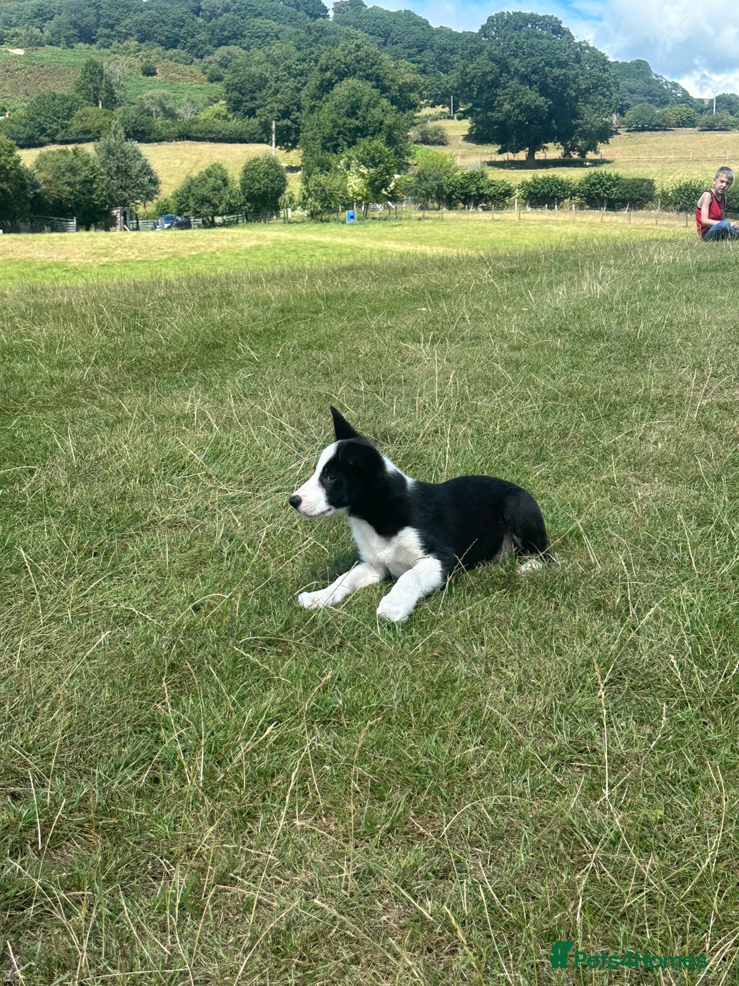 Border Collie dogs for sale: BORDER COLLIE PUPS 1 BOY LEF - Image 5