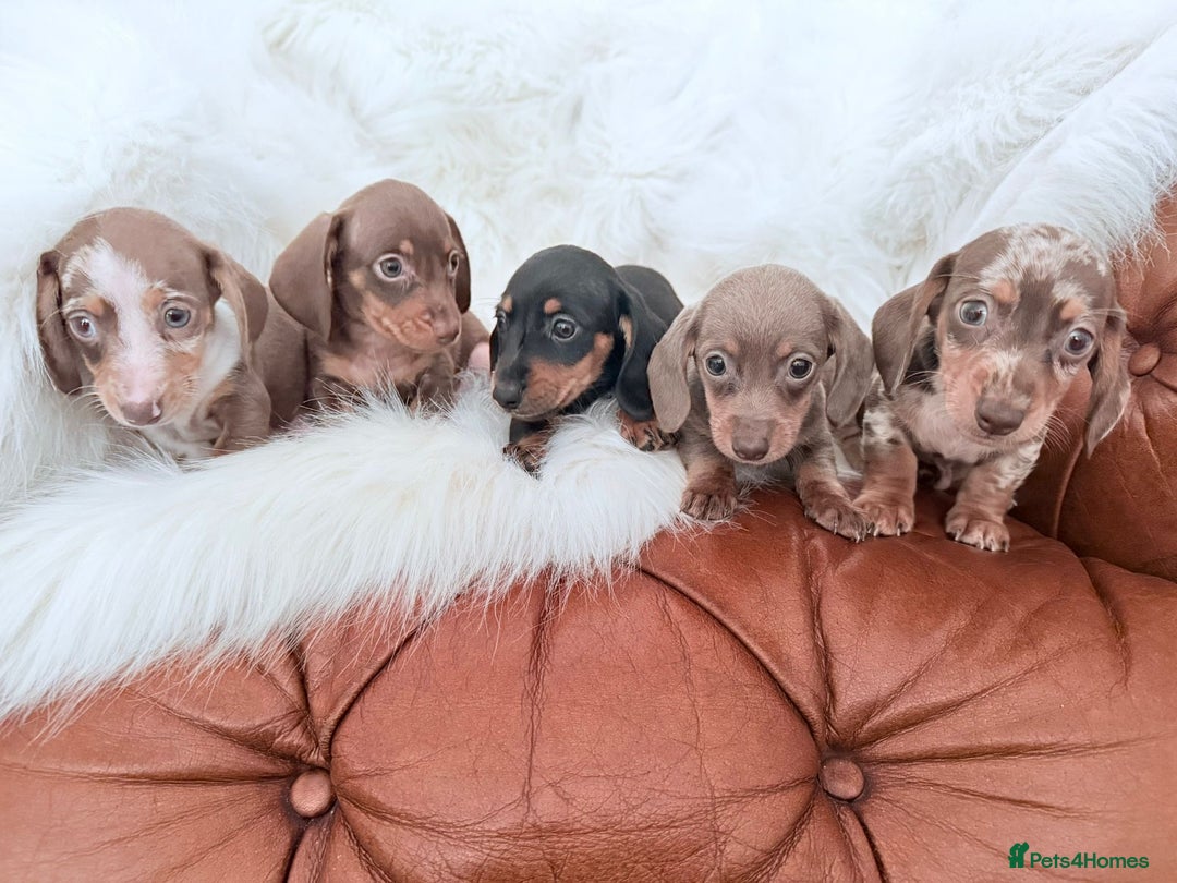 Miniature Dachshund dogs for sale: Stunning Litter of Miniature Dachshund Pups  - Image 16