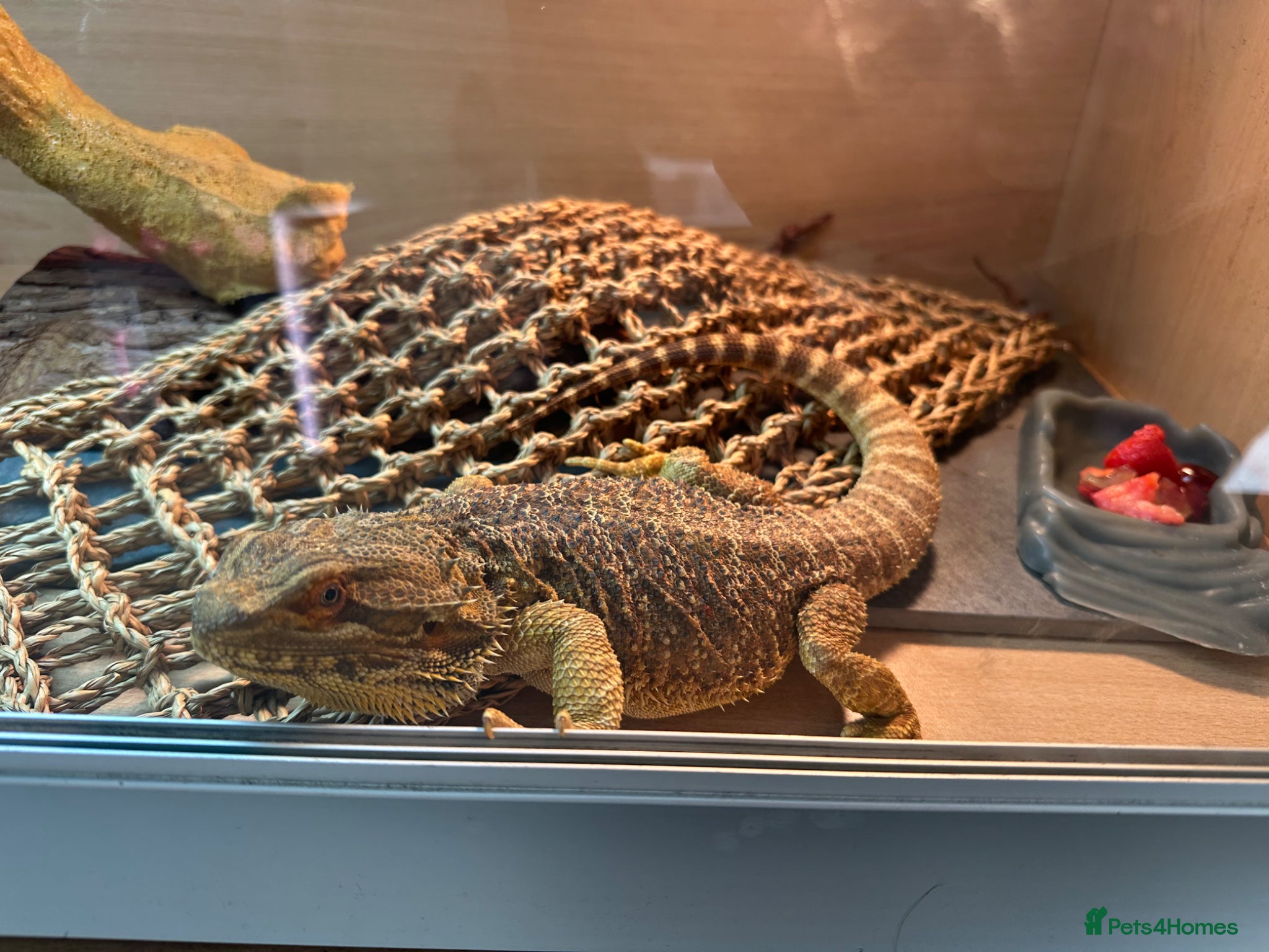 Bearded Dragon reptiles Bearded dragon  - Advert 4