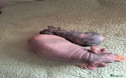 Guinea Pig rodents for sale: BEAUTIFUL MOTHER AND BABY DAUGHTER SKINNY PIGS.  - Image 4