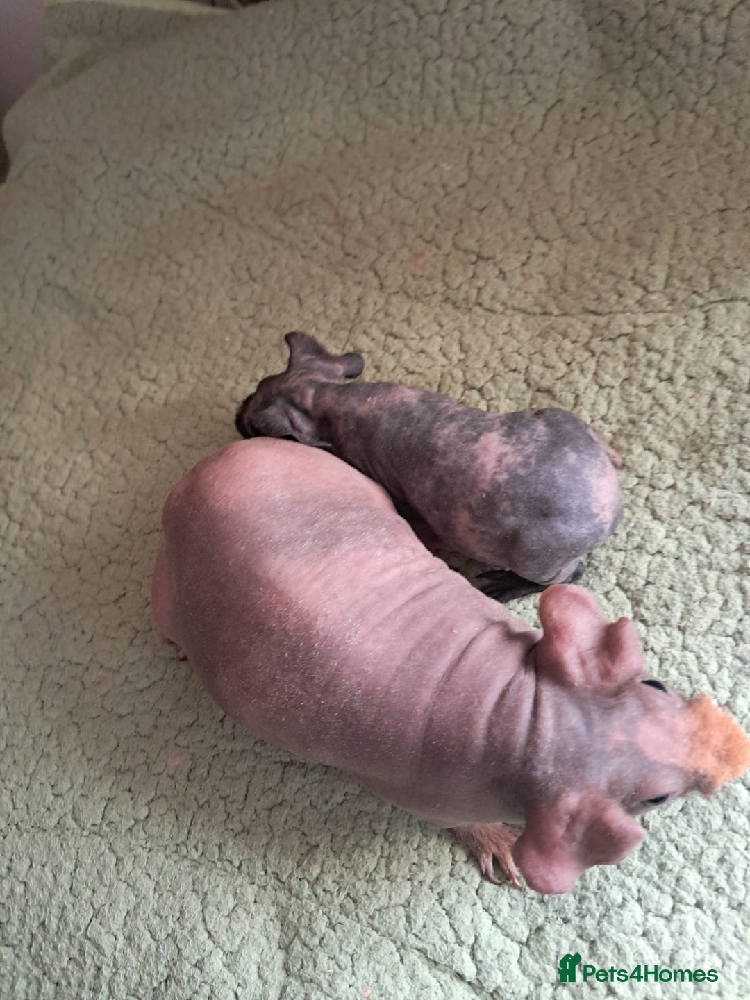 Guinea Pig rodents for sale: BEAUTIFUL MOTHER AND BABY DAUGHTER SKINNY PIGS.  - Image 4