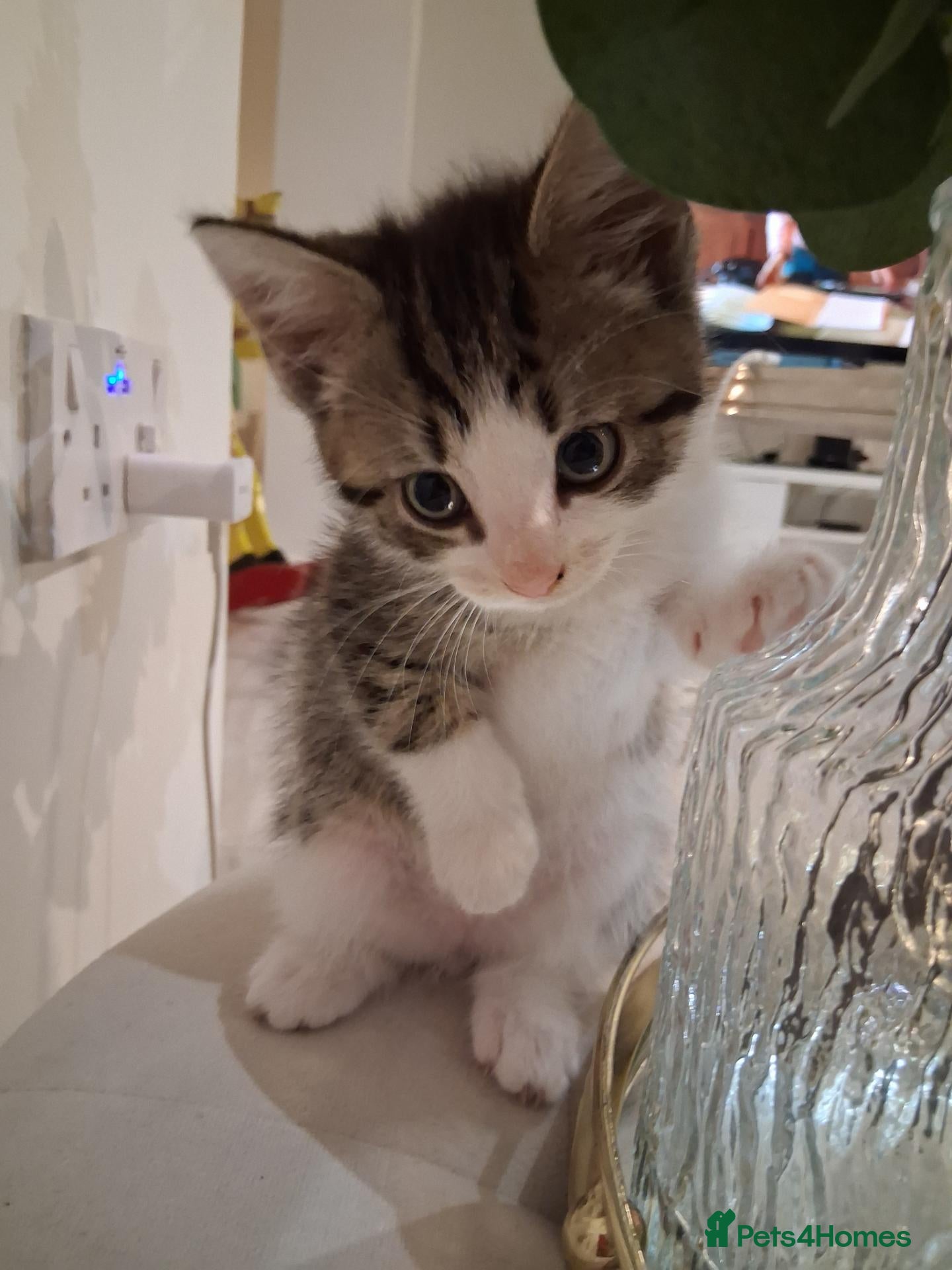 Mixed Breed cats 5 Gorgeous kittens - Advert 10