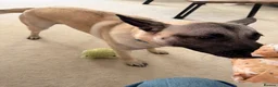 Mixed Breed dogs for sale: ZEUS - 1yr old German Shepherd staffy mix  in Bracknell - Advert 4