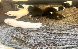 English Bull Terrier dogs for sale: Top Quality Bull Terrier Pups  - Image 7
