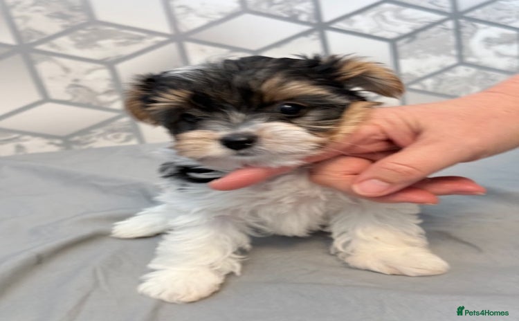 Yorkshire Terrier dogs - Advert 15