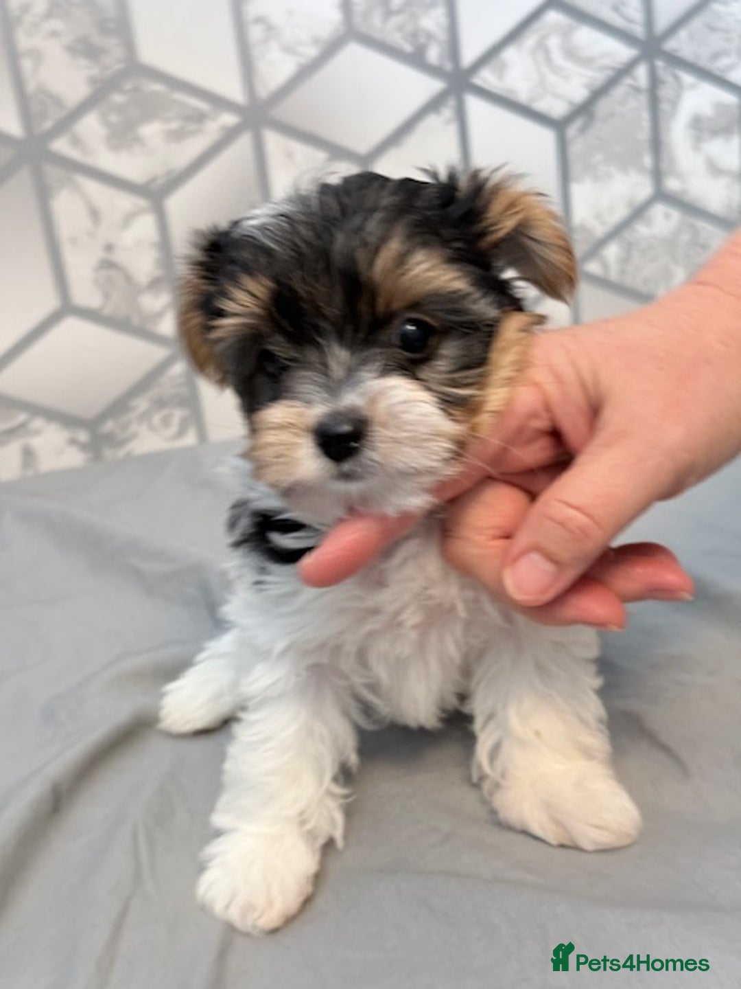 Yorkshire Terrier dogs for sale: Beautiful Yorkshire biewer terrier - Image 1