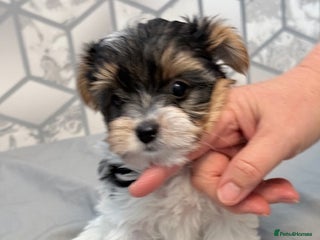 Yorkshire Terrier dogs - Advert 18