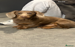 Dachshund dogs for stud:  STUD 💙Miniature dachshund Isabelle long hair - Advert 3