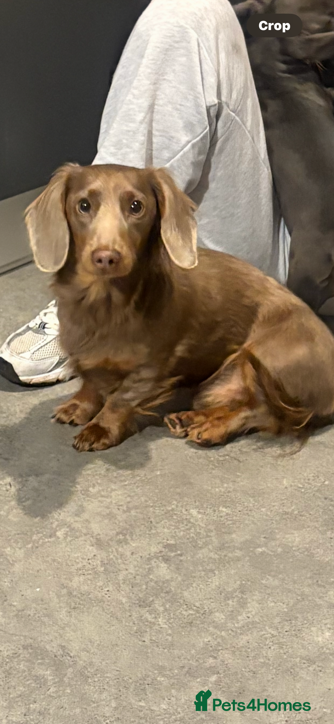 Dachshund dogs for stud:  STUD 💙Miniature dachshund Isabelle long hair - Advert 3