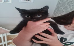 Mixed Breed cats for sale: 1 male all black kitten  - Image 2