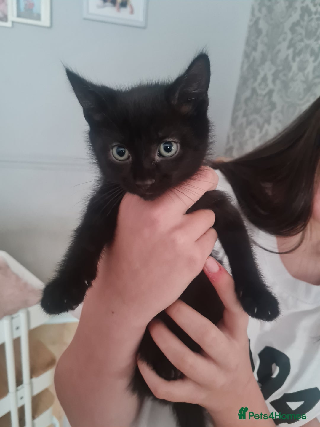 Mixed Breed cats for sale: 1 male all black kitten  - Image 2