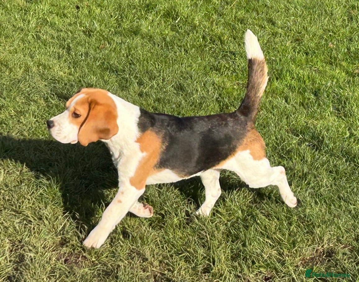 Beagle dogs 8 month old sweet natured  - Advert 12