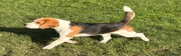 Beagle dogs for sale: 8 month old sweet natured  - Advert 1