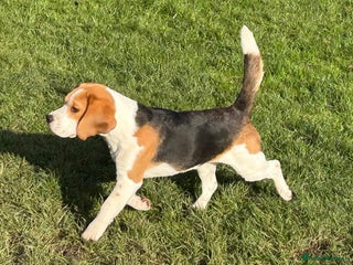 Beagle dogs 8 month old sweet natured - Advert 14