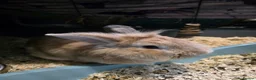 Lionhead rabbits for sale: Lionhead male - Advert 2