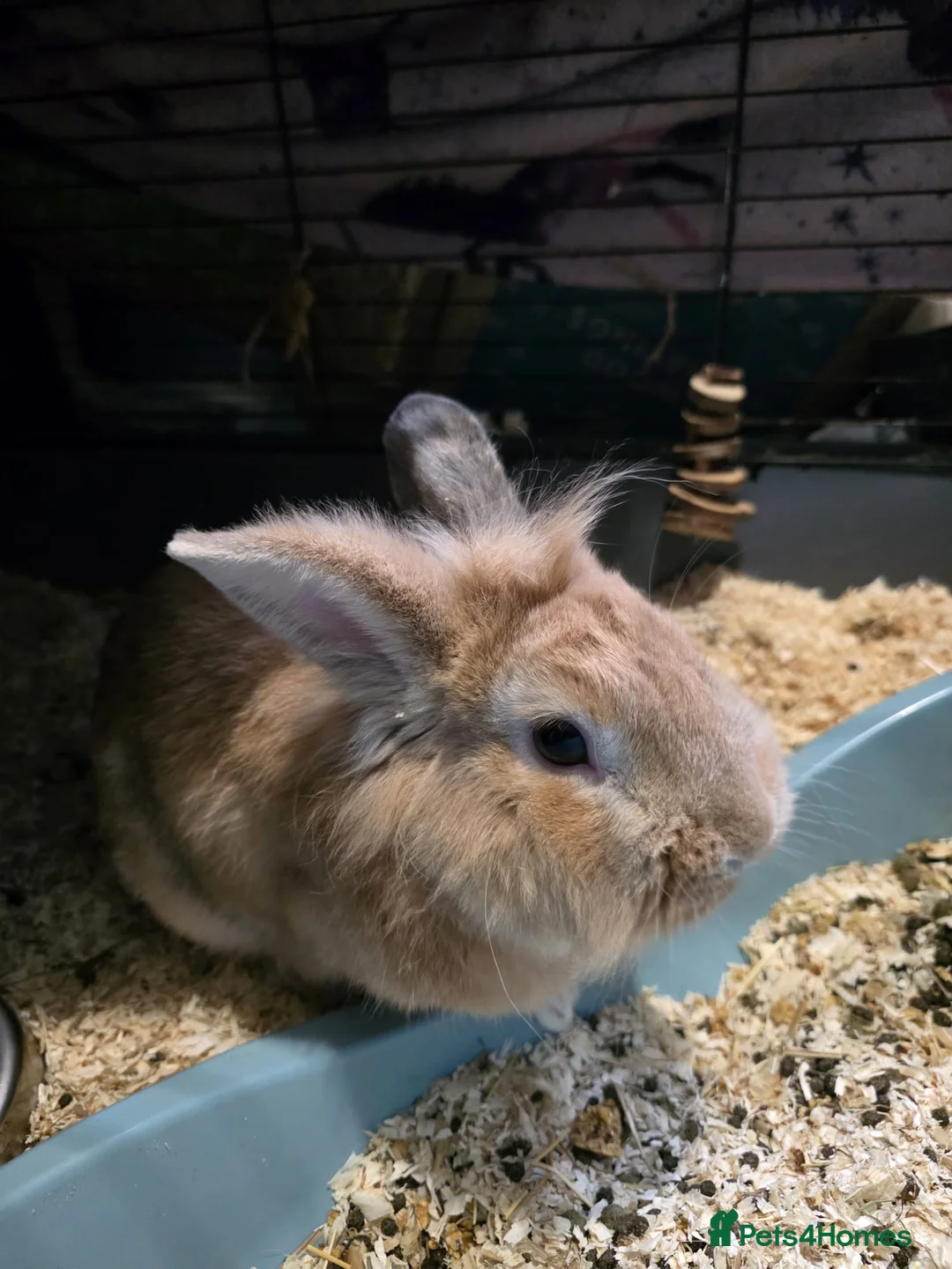 Lionhead rabbits for sale: Lionhead male - Advert 2
