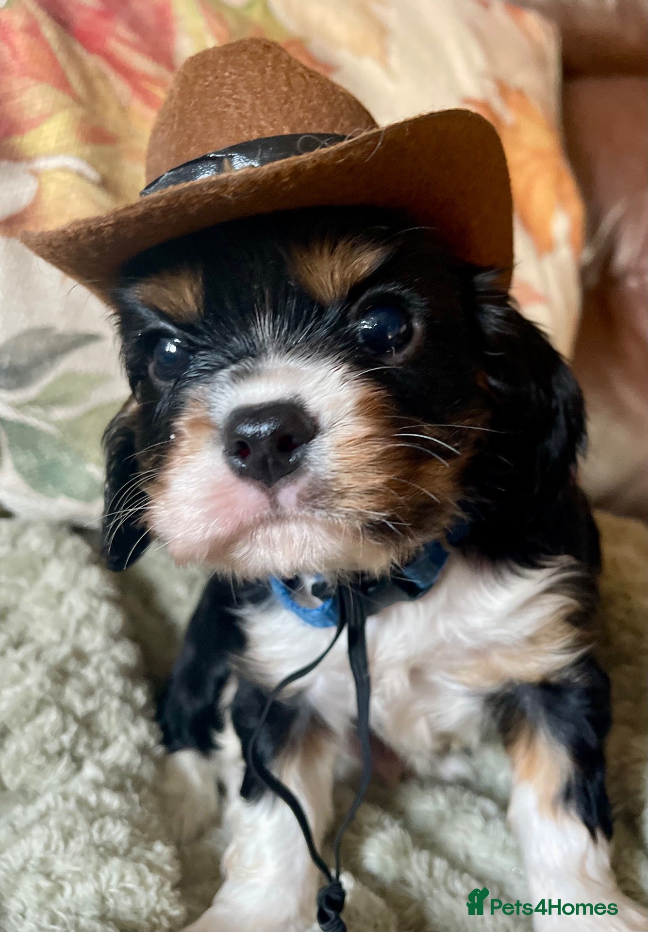 Cavalier King Charles Spaniel dogs Adorable RKC registered Health Tested Cavaliers  - Advert 2