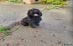 Cockapoo dogs for sale: COCKAPOO F1 EXTENSIVELY DNA HEALTH TESTED - Image 4