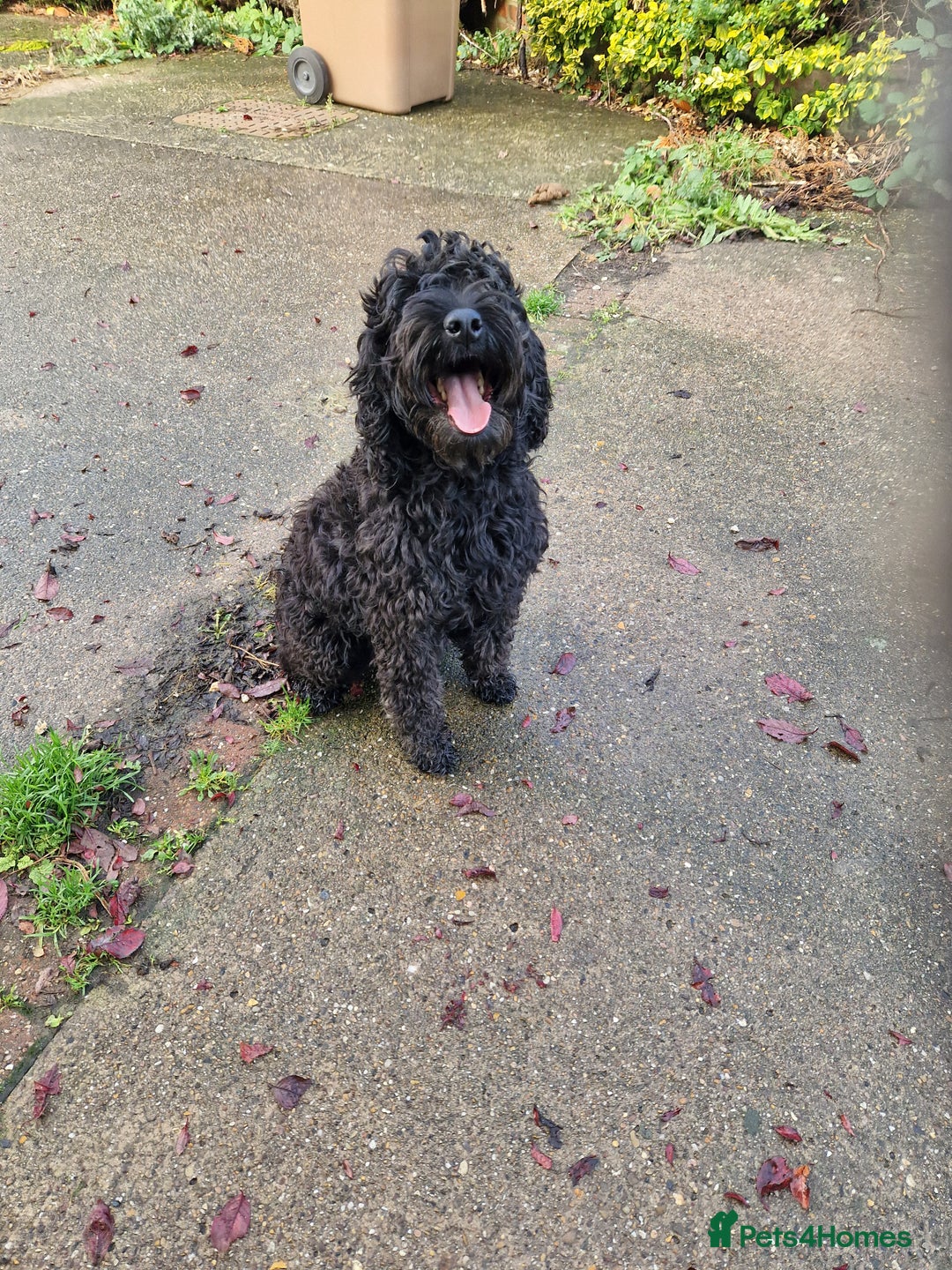 Cockapoo dogs for sale: COCKAPOO F1 EXTENSIVELY DNA HEALTH TESTED - Image 4