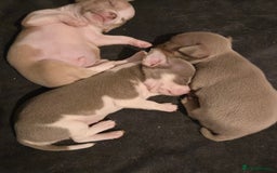 Chihuahua dogs for sale: Gorgeous Chihuahua Puppies Looking 4 Forever Homes - Image 28