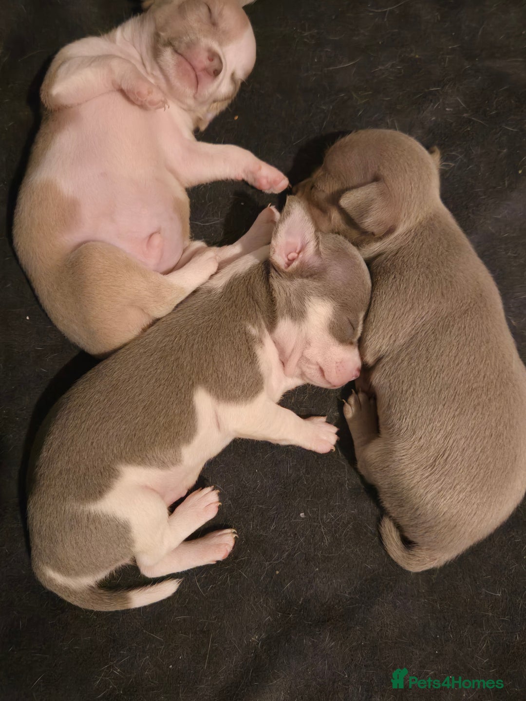 Chihuahua dogs for sale: Gorgeous Chihuahua Puppies Looking 4 Forever Homes - Image 28