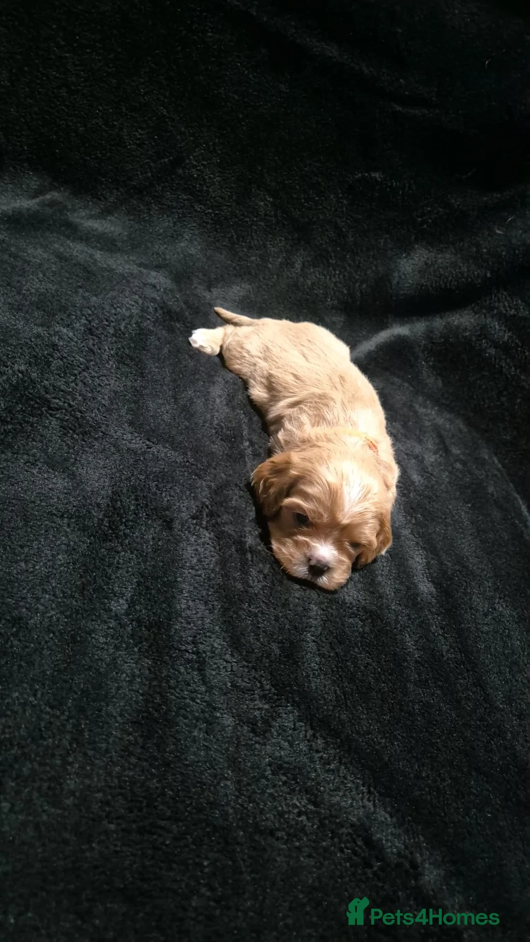 Mixed Breed dogs for sale: Cava tzu puppies - Advert 8