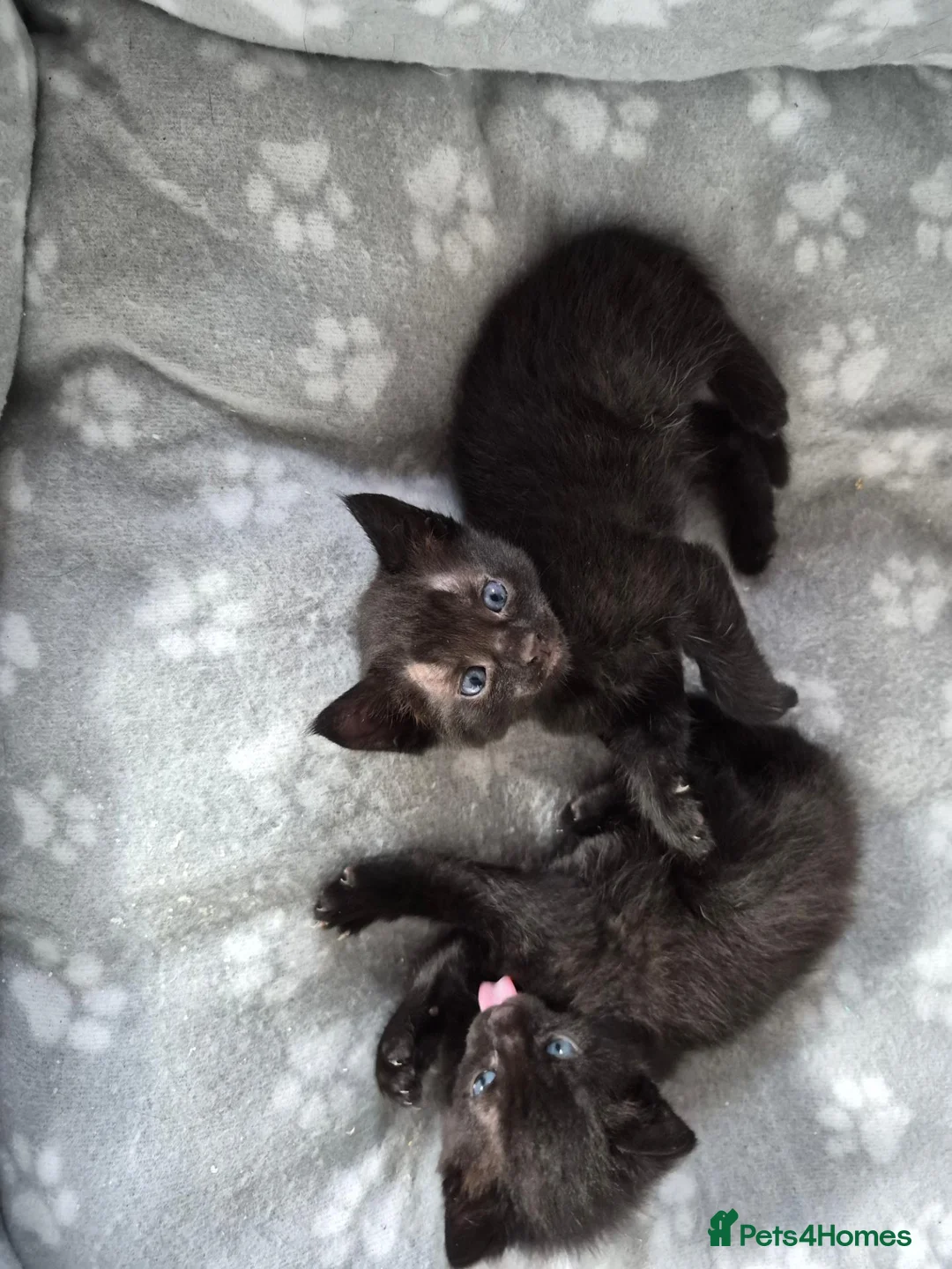 Mixed Breed cats for sale: 3 beautiful kittens.  Needing a new home 223 in Bedworth - Advert 2