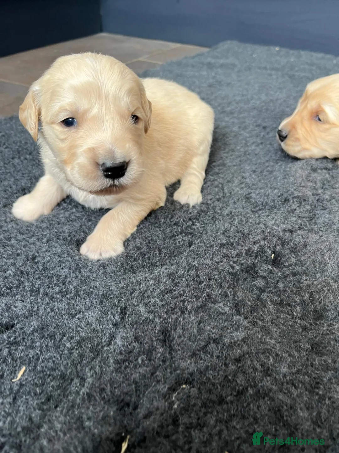 Golden Retriever dogs for sale: Kennel Club Health Tested Golden Retriever Puppies - Advert 2