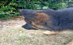 German Shepherd dogs for sale: KC German Shepherd  - Image 5