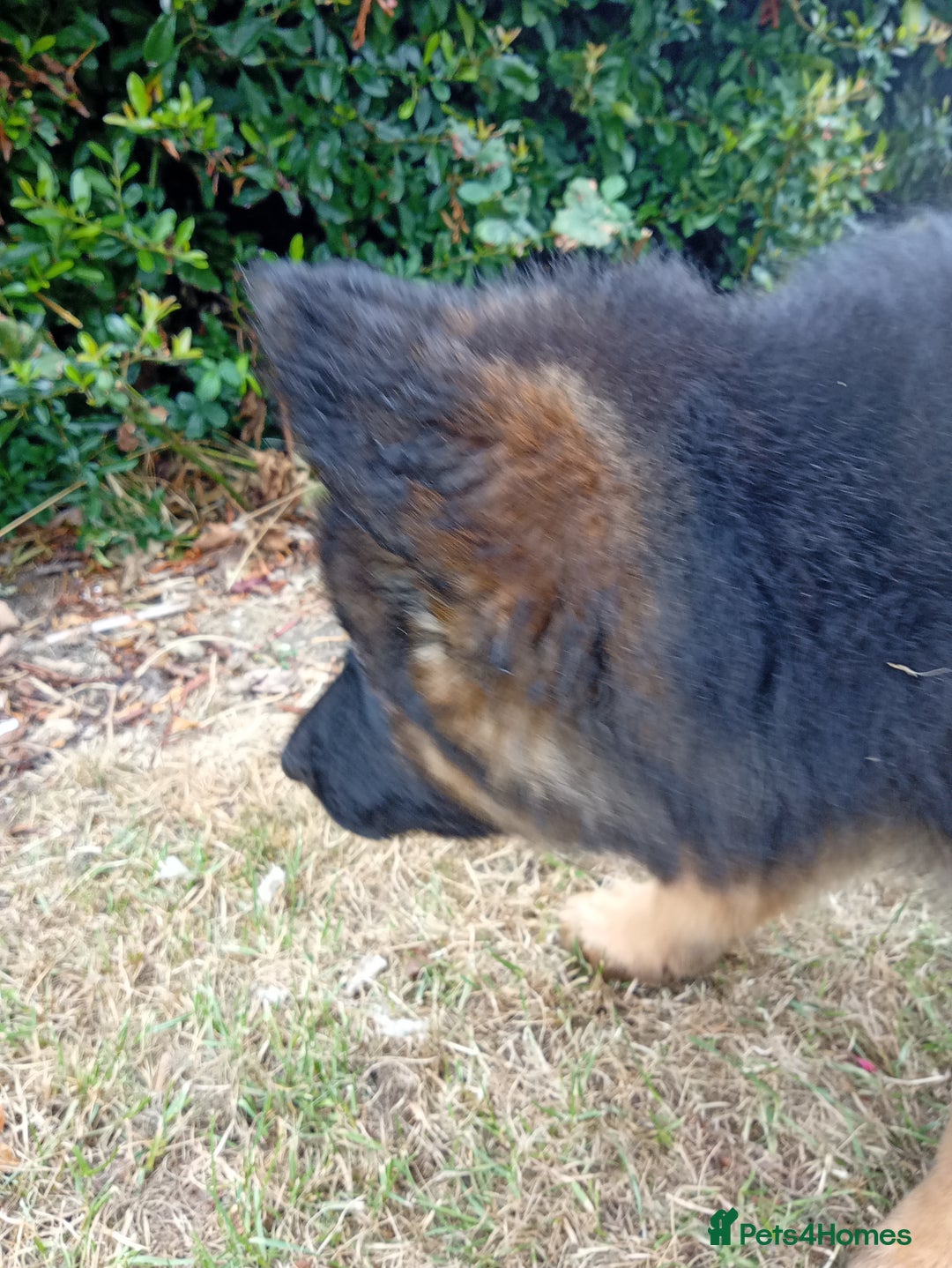 German Shepherd dogs for sale: KC German Shepherd  - Image 5