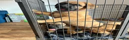 Mixed Breed dogs for sale: Douge De Bordeaux X German Shepard's - Advert 16
