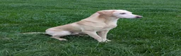 Labrador Retriever dogs for stud: Working yellow Labrador  - Advert 2
