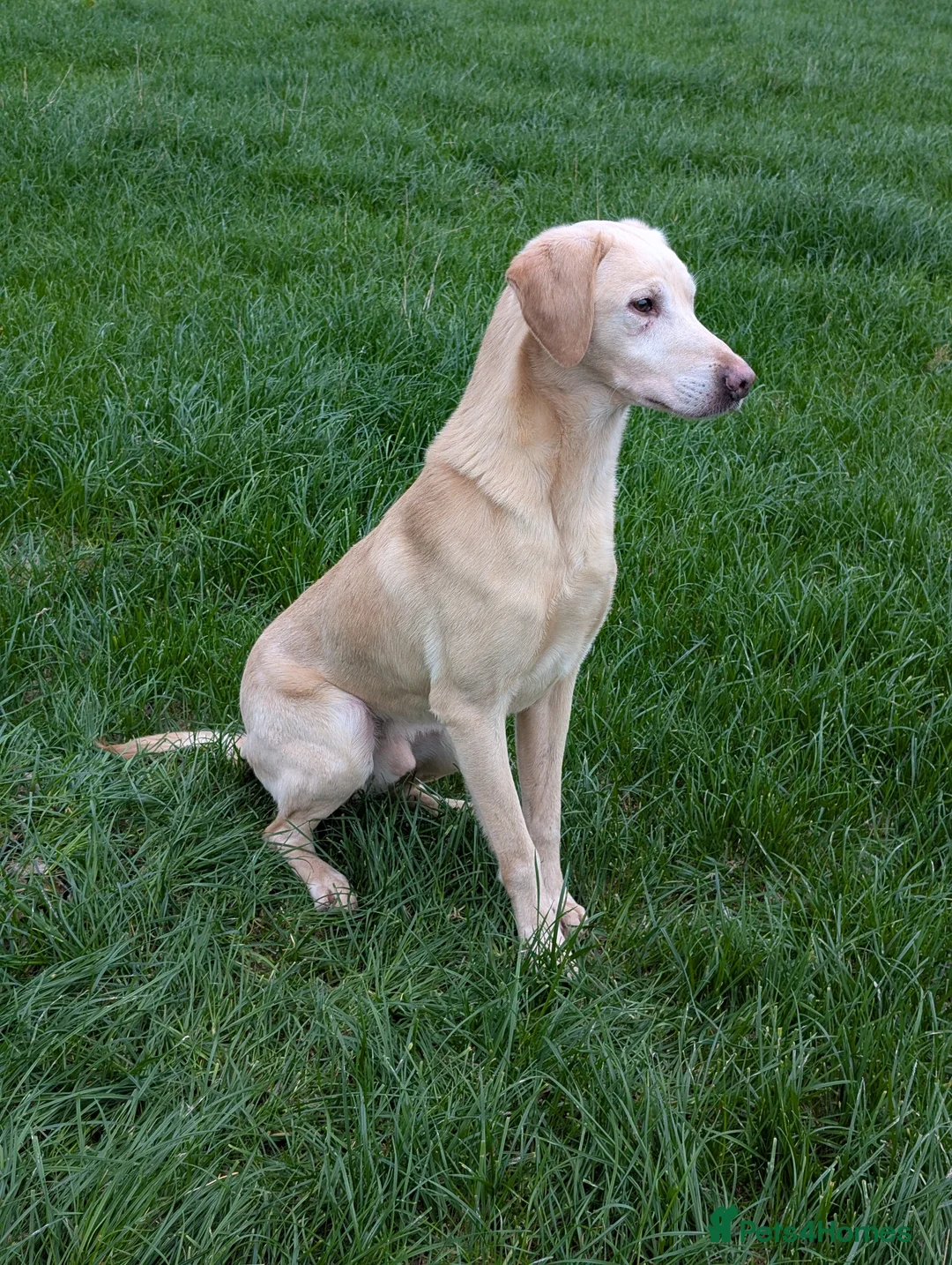 Labrador Retriever dogs for stud: Working yellow Labrador  - Advert 2