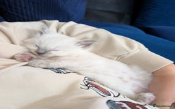 Ragdoll cats for sale: Gorgeous GCCF Registered Ragdoll Kittens Available - Image 6