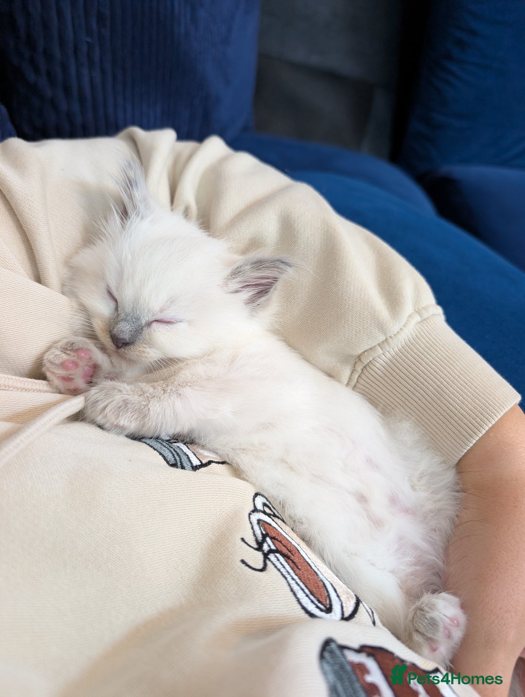 Ragdoll cats for sale: Gorgeous GCCF Registered Ragdoll Kittens Available - Image 6
