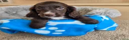 Cocker Spaniel dogs for sale: Amazing Working type Cocker Spaniels - Advert 15