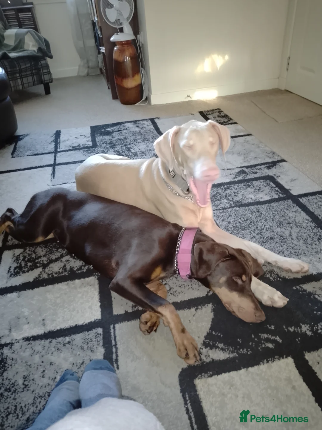 Dobermann dogs for sale: White/ luisiastic albino male doberman  in Bathgate - Advert 2