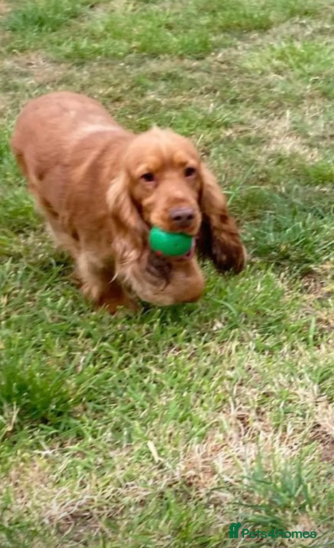 Cocker Spaniel dogs for stud: Stunning cocker spaniel stud dog  - Advert 2