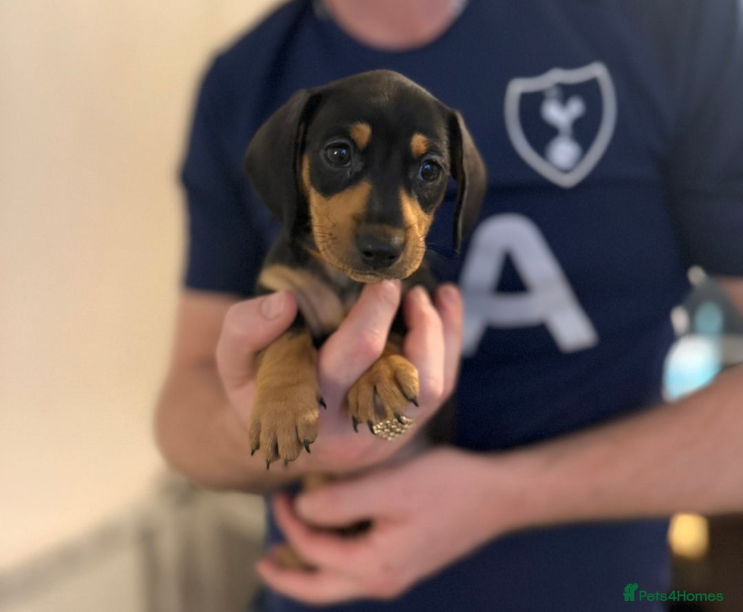 Miniature Dachshund dogs for sale: Black & Tan Miniature Dachshunds  - Advert 10