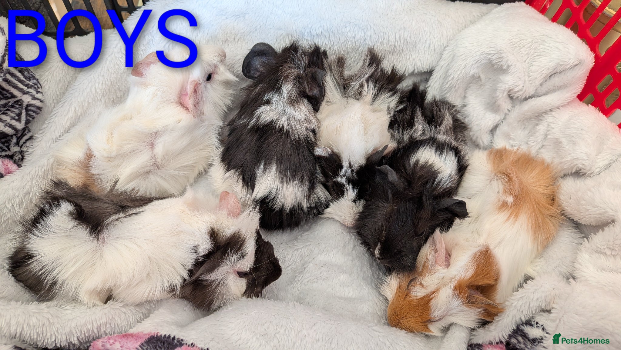 Guinea Pig rodents Beautiful Baby Guinea Pigs  - Advert 16