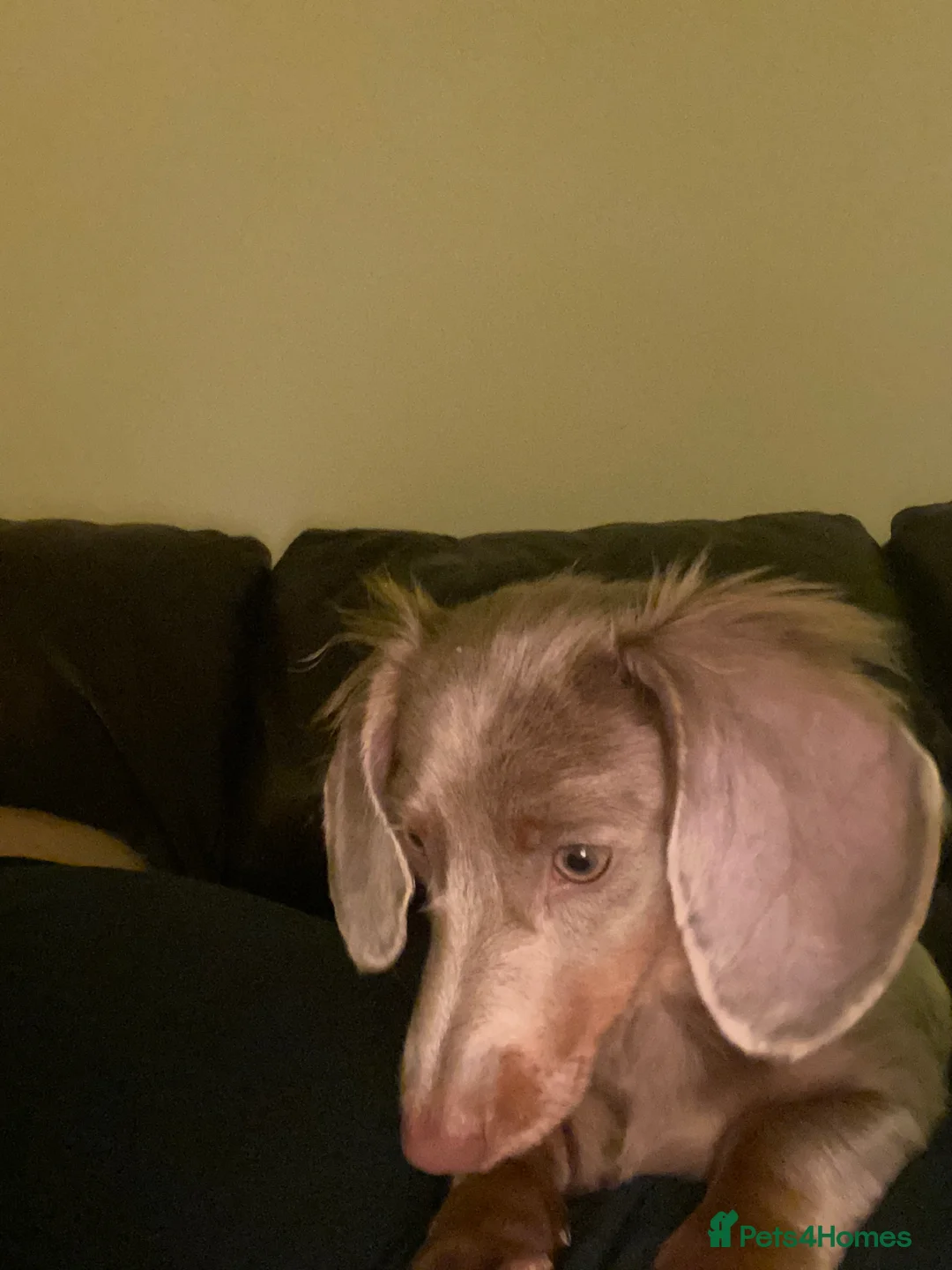 Dachshund dogs for sale: Isabella lilac long haired daschund little girl  - Advert 1