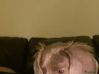 Dachshund dogs Isabella lilac long haired daschund little girl - Advert 1