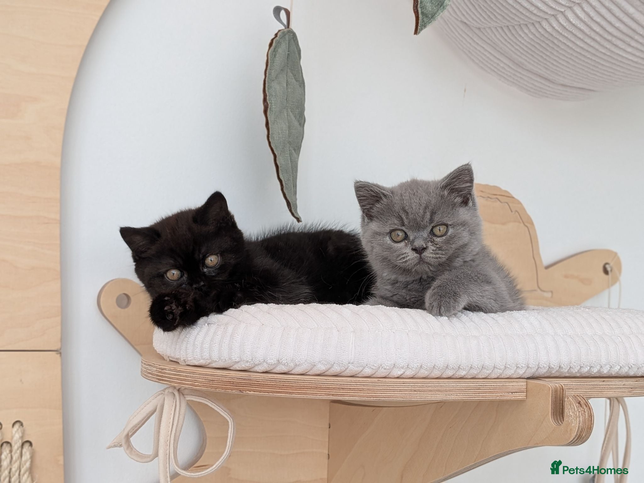British Shorthair cats GCCF Registered Kittens  - Advert 1