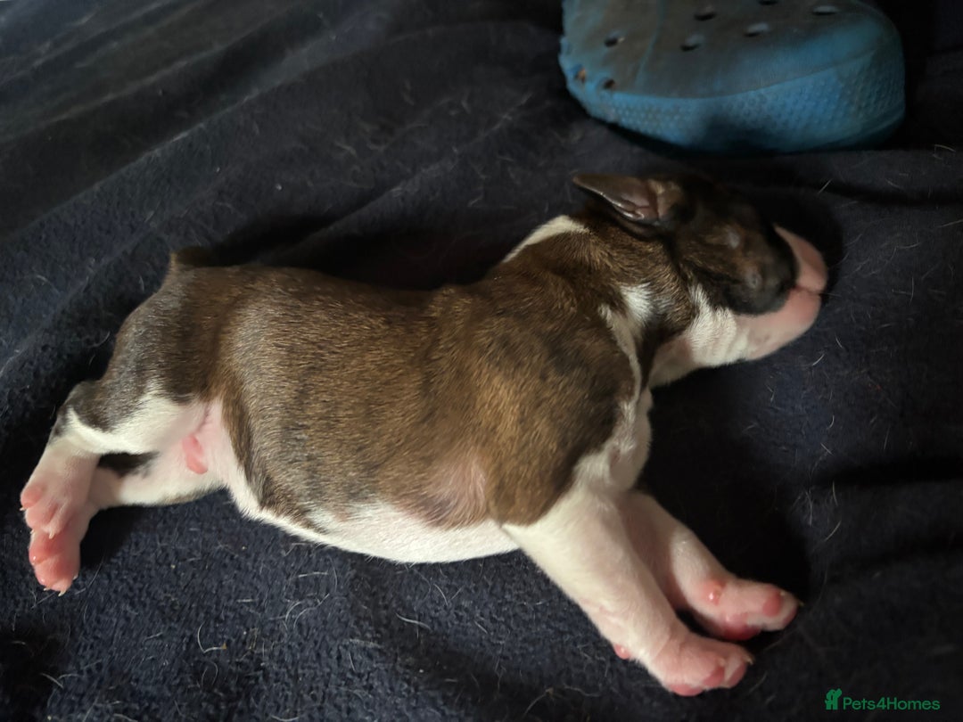 Cocker Spaniel dogs for sale: Beautiful cocker puppies  - Image 15