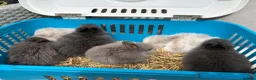 Lionhead rabbits for sale: Double mane lion lead bunny’s for sale  - Advert 8