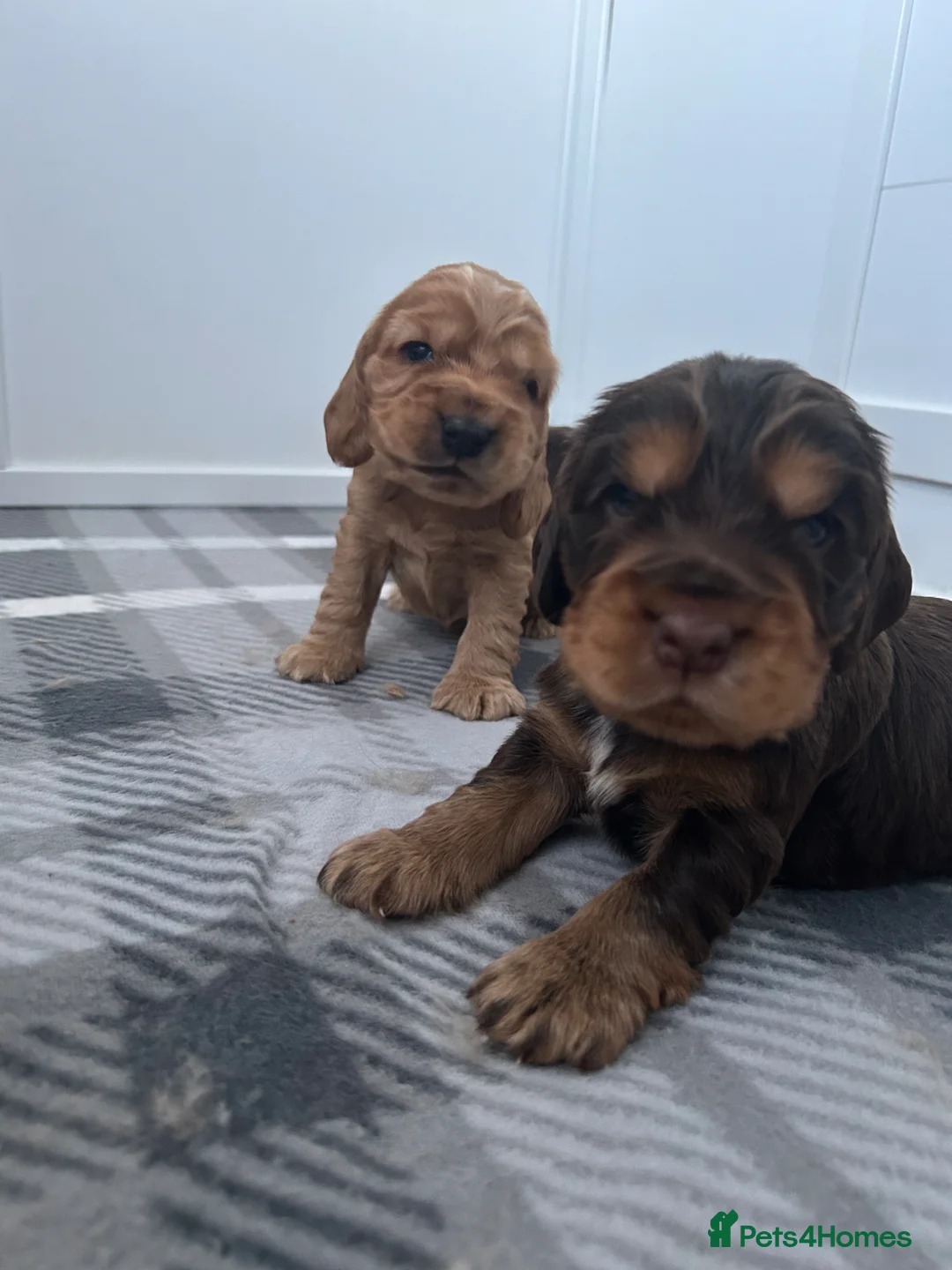 Cocker Spaniel dogs for sale: KC reg Show Cocker Spaniel Puppies in Rhyl - Advert 28