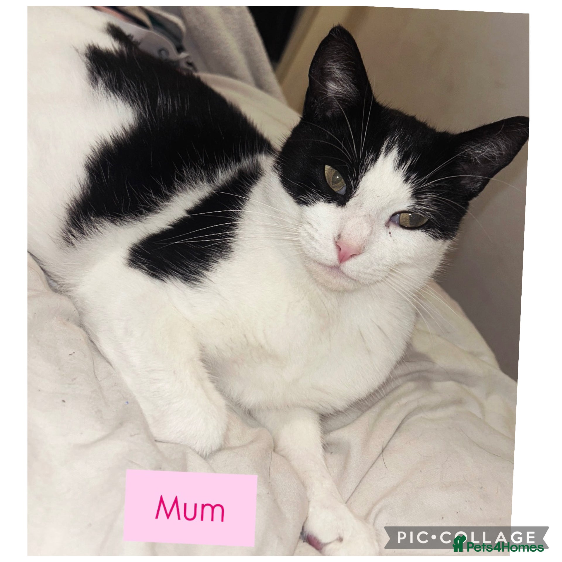 Mixed Breed cats 4 Gorgeous kittens for sale. - Advert 2