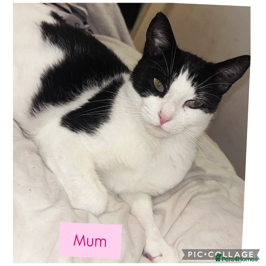 Mixed Breed cats for sale: 4 Gorgeous kittens for sale. - Advert 1