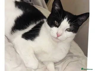 Mixed Breed cats 4 Gorgeous kittens for sale. - Advert 2