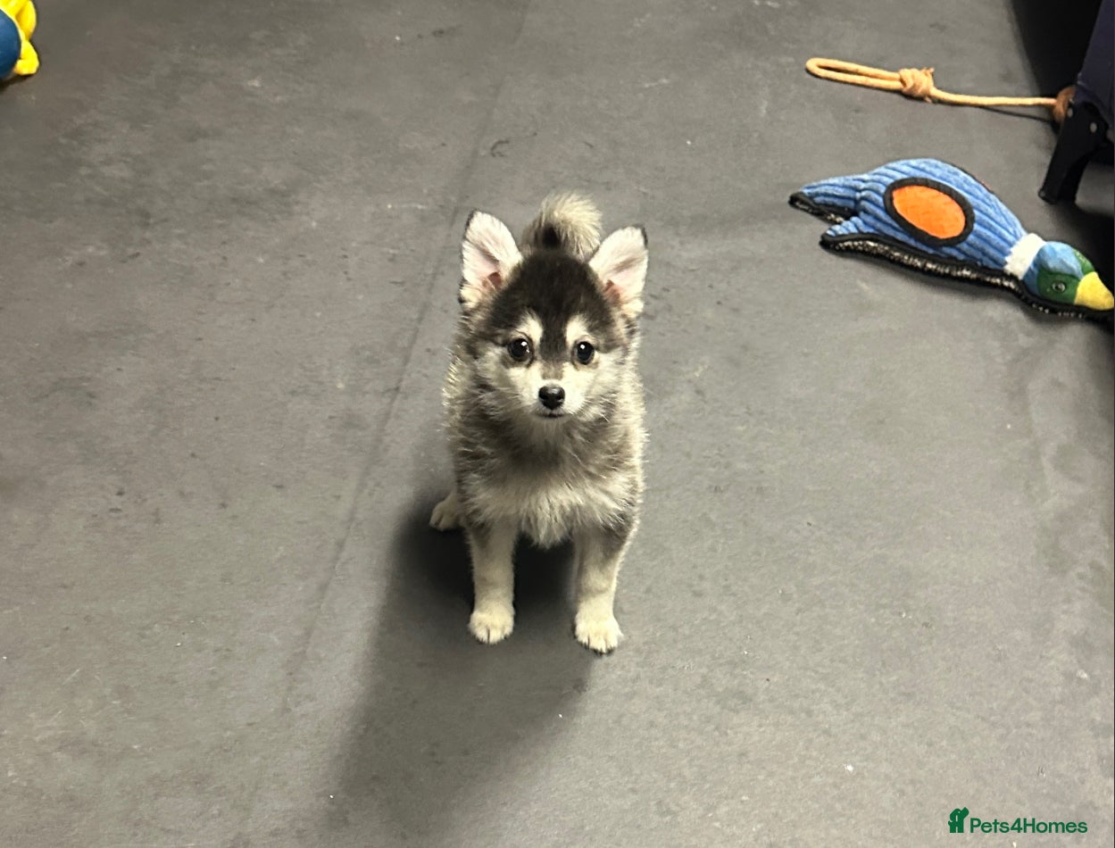 Pomsky dogs Stunning perfect husky markings f3 Pomsky puppies - Advert 2